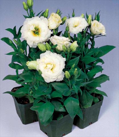 Foto de variedad de flores para ser usadas como: Maceta Lisianthus (Eustoma grandiflorum) Matador White