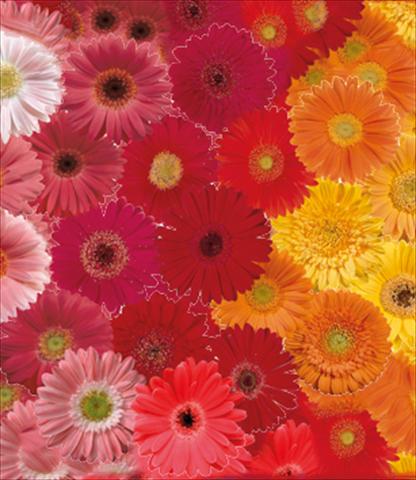 Foto de variedad de flores para ser usadas como: Maceta Gerbera jamesonii Festival