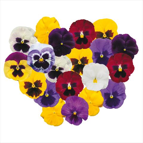 Foto de variedad de flores para ser usadas como: Maceta y planta de temporada Viola wittrockiana F1 Power Choice Mix
