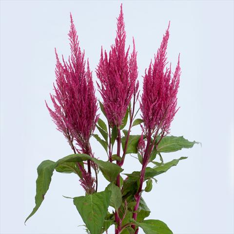 Foto de variedad de flores para ser usadas como: Maceta y planta de temporada Celosia plumosa Century Pink