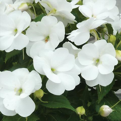 Foto de variedad de flores para ser usadas como: Maceta y planta de temporada Impatiens N. Guinea SunPatiens® Vigorous Clear White