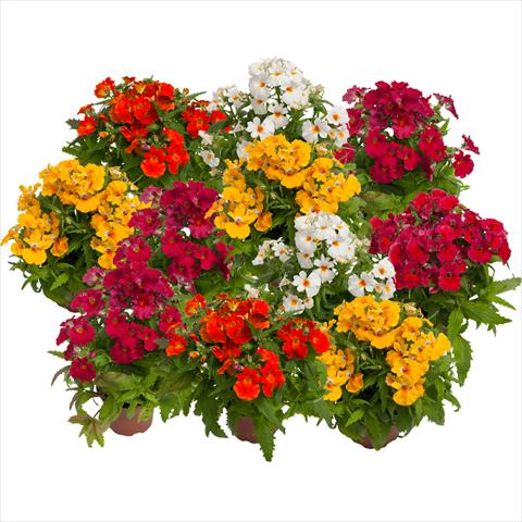 Foto de variedad de flores para ser usadas como: Maceta y planta de temporada Nemesia hybrida Nebula Mix