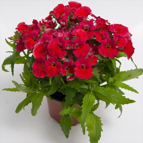 Foto de variedad de flores para ser usadas como: Maceta y planta de temporada Nemesia hybrida Nebula Rosy Red