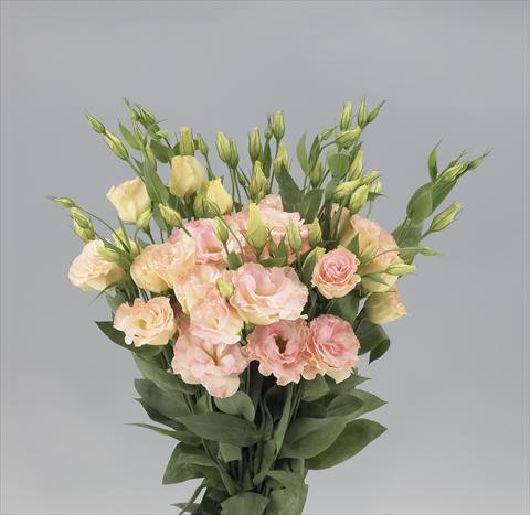 Foto de variedad de flores para ser usadas como: Flor cortada Lisianthus F.1 Magic Champagne