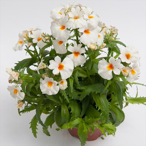 Foto de variedad de flores para ser usadas como: Maceta y planta de temporada Nemesia hybrida Nebula White