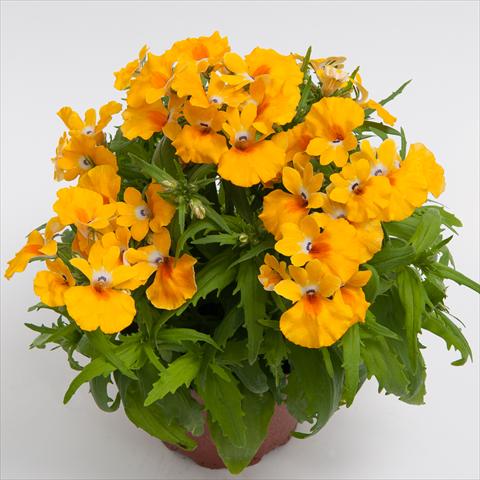 Foto de variedad de flores para ser usadas como: Maceta y planta de temporada Nemesia hybrida Nebula Yellow