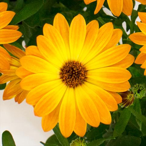 Foto de variedad de flores para ser usadas como: Maceta y planta de temporada Osteospermum Cape Daisy® Orange Sorbet