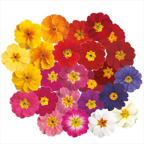 Foto de variedad de flores para ser usadas como: Maceta y planta de temporada Primula acaulis, veris, vulgaris Danova Mix
