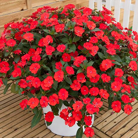 Foto de variedad de flores para ser usadas como: Maceta o cesta de trasplante Impatiens N. Guinea Sunpatiens Vigorous Scarlet Red