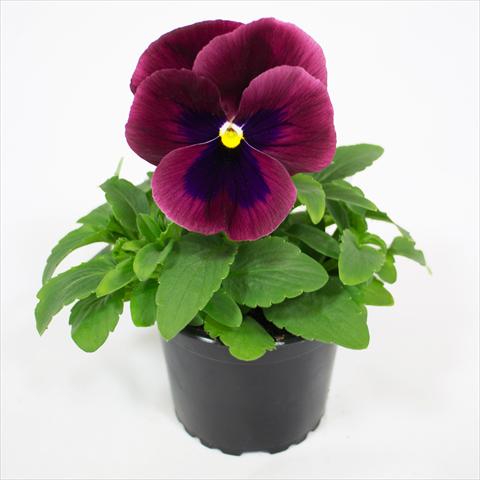 Foto de variedad de flores para ser usadas como: Maceta o cesta de trasplante Viola wittrockiana Premier Carmine Rose with Blotch