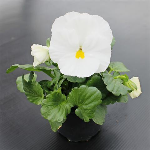 Foto de variedad de flores para ser usadas como: Maceta o cesta de trasplante Viola wittrockiana Premier Clear White