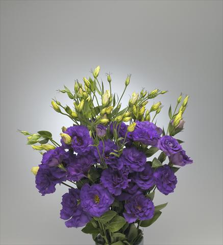 Foto de variedad de flores para ser usadas como: Flor cortada Lisianthus F.1 Magic Deep Blue