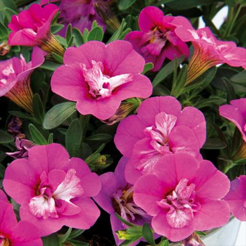 Foto de variedad de flores para ser usadas como: Maceta o cesta de trasplante Calibrachoa hybrida MiniFamous® Compact Double Rose