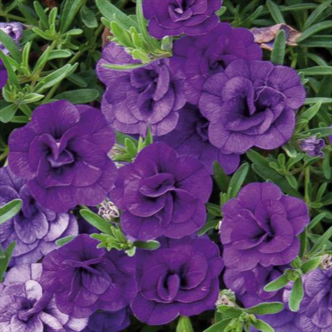 Foto de variedad de flores para ser usadas como: Maceta o cesta de trasplante Calibrachoa hybrida MiniFamous® Double Blue 15