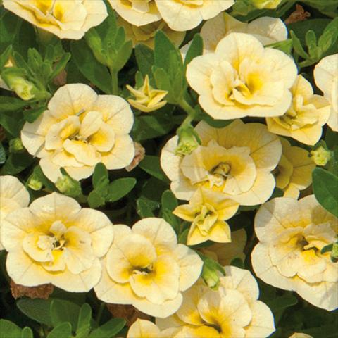 Foto de variedad de flores para ser usadas como: Maceta o cesta de trasplante Calibrachoa hybrida MiniFamous® Double Lemon 15