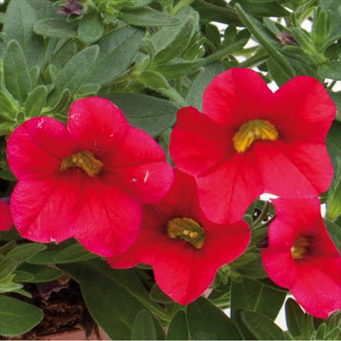 Foto de variedad de flores para ser usadas como: Maceta o cesta de trasplante Calibrachoa hybrida MiniFamous® Neo Cherry