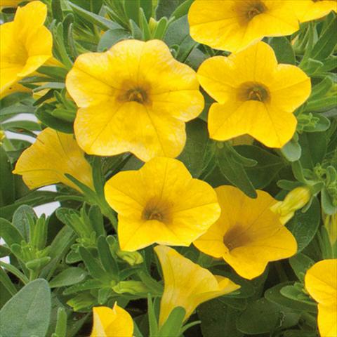 Foto de variedad de flores para ser usadas como: Maceta o cesta de trasplante Calibrachoa hybrida MiniFamous® Neo True Yellow