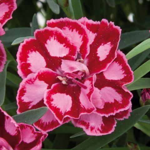 Foto de variedad de flores para ser usadas como: Maceta y planta de temporada Dianthus chinensis Diantica® Strawberry Cream