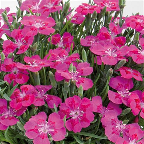 Foto de variedad de flores para ser usadas como: Maceta y planta de temporada Dianthus chinensis Pillow® Purple