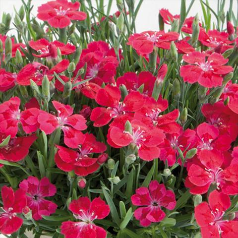 Foto de variedad de flores para ser usadas como: Maceta y planta de temporada Dianthus chinensis Pillow® Red