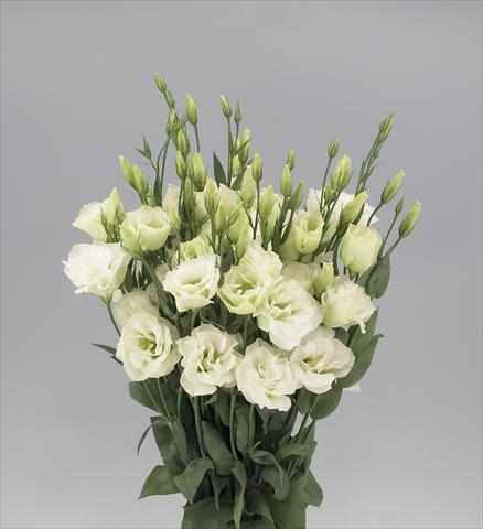 Foto de variedad de flores para ser usadas como: Flor cortada Lisianthus F.1 Magic Green