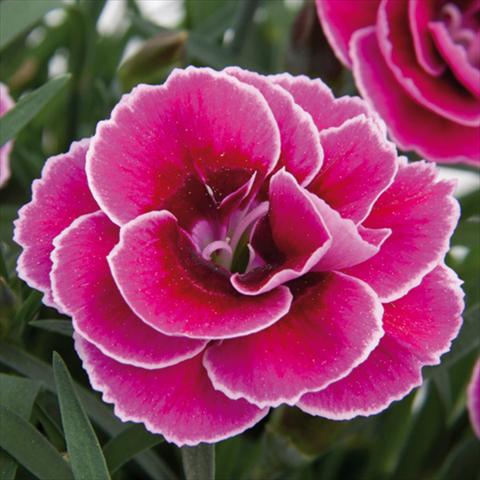 Foto de variedad de flores para ser usadas como: Maceta y planta de temporada Dianthus caryophyllus SuperTrouper® Sally