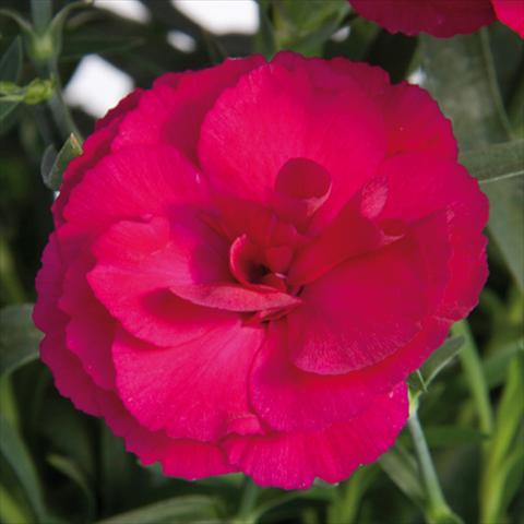 Foto de variedad de flores para ser usadas como: Maceta y planta de temporada Dianthus caryophyllus SuperTrouper® Amy