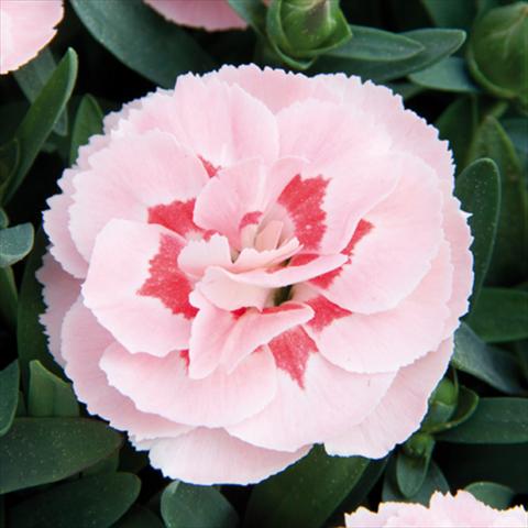 Foto de variedad de flores para ser usadas como: Maceta y planta de temporada Dianthus caryophyllus Oscar®Pink Star