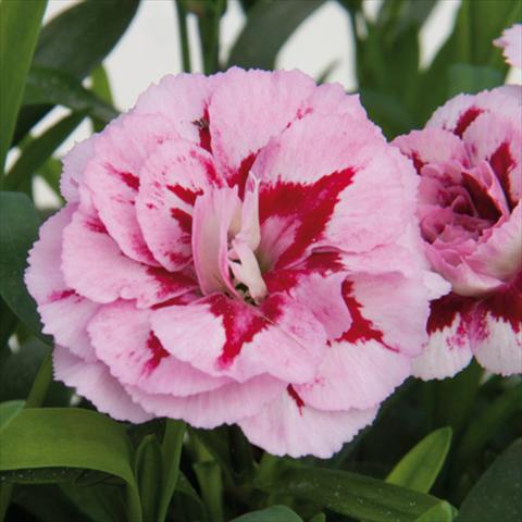 Foto de variedad de flores para ser usadas como: Maceta y planta de temporada Dianthus caryophyllus Oscar®Purple Star