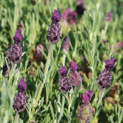 Foto de variedad de flores para ser usadas como: Maceta y planta de temporada Lavandula stoechas LaVela Dark Violet 16
