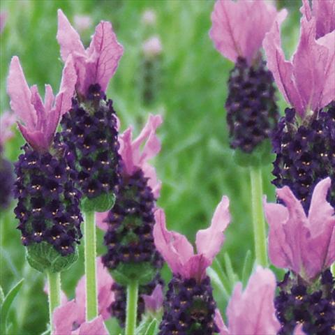 Foto de variedad de flores para ser usadas como: Maceta y planta de temporada Lavandula stoechas LaVela Violetto