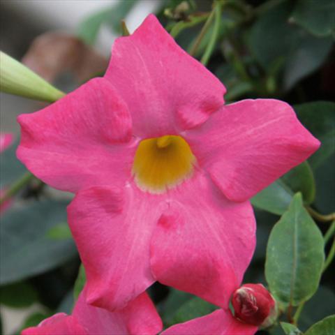 Foto de variedad de flores para ser usadas como: Maceta Mandevillea Sevilla Compact Pink