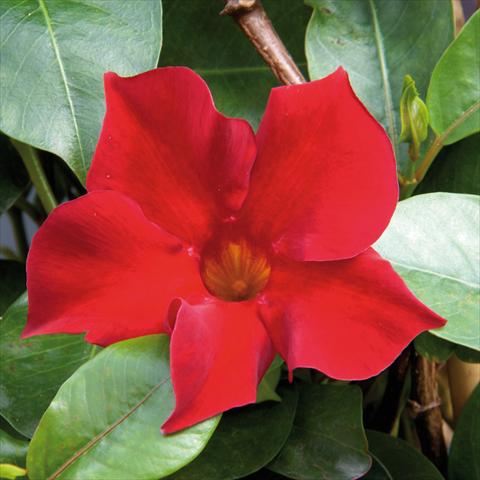 Foto de variedad de flores para ser usadas como: Maceta Mandevillea Sevilla Compact Red