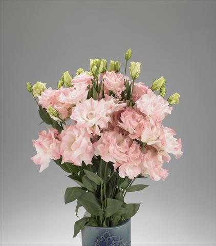Foto de variedad de flores para ser usadas como: Flor cortada Lisianthus F.1 Magic Misty Pink