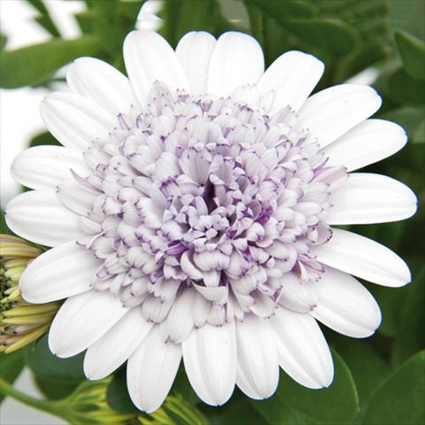 Foto de variedad de flores para ser usadas como: Maceta Osteospermum FlowerPower® 3D Berry White 15