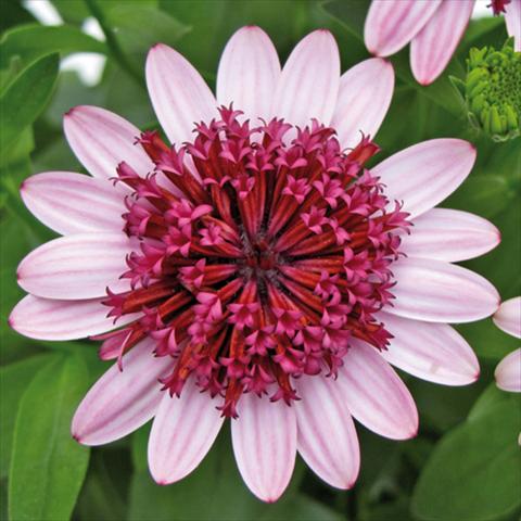 Foto de variedad de flores para ser usadas como: Maceta Osteospermum FlowerPower® 3D Silver