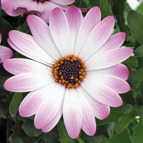 Foto de variedad de flores para ser usadas como: Maceta Osteospermum FlowerPower® Lavender and White