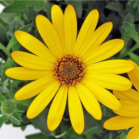 Foto de variedad de flores para ser usadas como: Maceta Osteospermum FlowerPower® Yellow