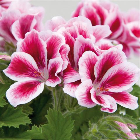 Foto de variedad de flores para ser usadas como: Maceta Pelargonium grandiflorum Novita Pink Bicolor