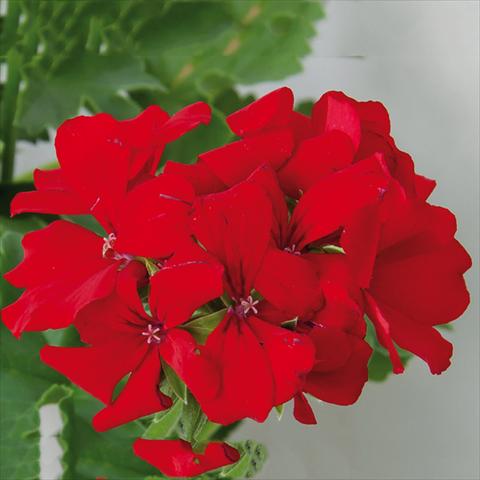 Foto de variedad de flores para ser usadas como: Patio, Maceta Pelargonium interspec. Marcada Dark Red