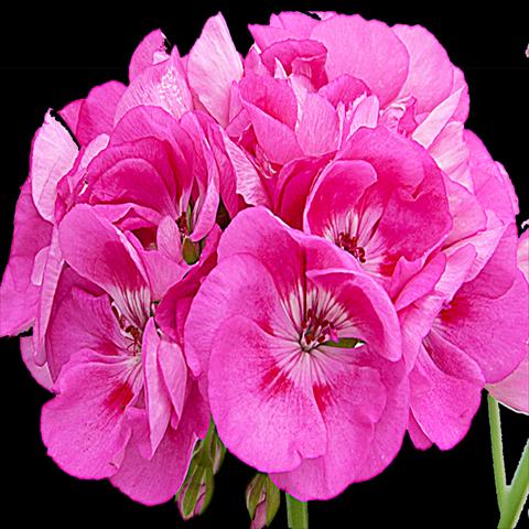 Foto de variedad de flores para ser usadas como: Maceta Pelargonium zonale Sunrise® Gomera