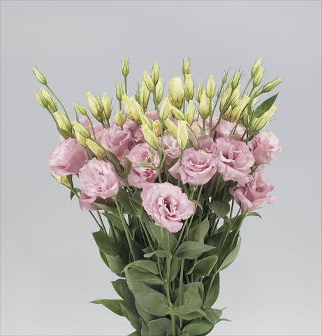 Foto de variedad de flores para ser usadas como: Flor cortada Lisianthus F.1 Magic Rose