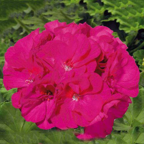 Foto de variedad de flores para ser usadas como: Maceta Pelargonium zonale Sunrise® XL Evita