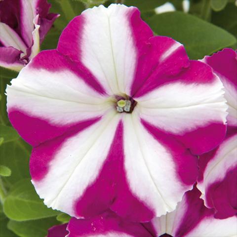 Foto de variedad de flores para ser usadas como: Maceta o cesta de trasplante Petunia hybrida Bonnie Carmine Star
