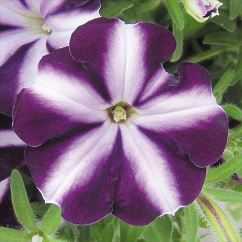 Foto de variedad de flores para ser usadas como: Maceta o cesta de trasplante Petunia hybrida Bonnie Purple Star