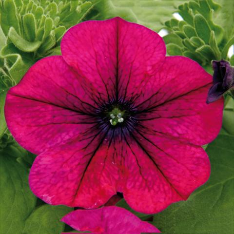 Foto de variedad de flores para ser usadas como: Maceta o cesta de trasplante Petunia hybrida Bonnie Magenta