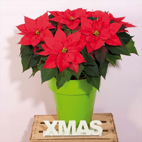 Foto de variedad de flores para ser usadas como: Maceta Poinsettia - Euphorbia pulcherrima Christmas Magic