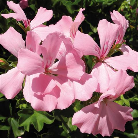 Foto de variedad de flores para ser usadas como: Maceta Pelargonium interspec. Marcada Pink
