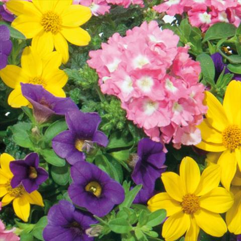 Foto de variedad de flores para ser usadas como: Tarrina de colgar / Maceta 3 Combo Trixi® interspecifico Medley