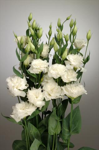 Foto de variedad de flores para ser usadas como: Flor cortada Lisianthus F.1 Magic White